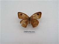藏品(白漪波眼蝶)的圖片